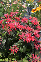 Upscale Red Velvet Beebalm (Monarda 'Red Velvet') at Canadale Nurseries