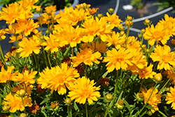 Double the Sun Tickseed (Coreopsis grandiflora 'Double the Sun') at Canadale Nurseries