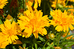 Double the Sun Tickseed (Coreopsis grandiflora 'Double the Sun') at Canadale Nurseries