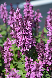 Midnight Rose Meadow Sage (Salvia nemorosa 'Midnight Rose') at Canadale Nurseries