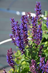 Midnight Purple Meadow Sage (Salvia nemorosa 'Midnight Purple') at Canadale Nurseries