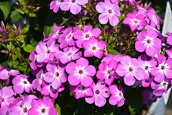 Flame Pro Purple Garden Phlox (Phlox paniculata 'Flame Pro Purple') at Canadale Nurseries