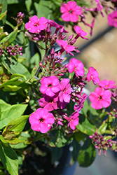 Early Magenta Garden Phlox (Phlox paniculata 'Early Magenta') at Canadale Nurseries