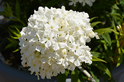 Early White Garden Phlox (Phlox paniculata 'Early White') at Canadale Nurseries