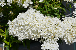 Early White Garden Phlox (Phlox paniculata 'Early White') at Canadale Nurseries