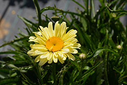 Sweet Daisy Izabel Shasta Daisy (Leucanthemum x superbum 'Izabel') at Canadale Nurseries