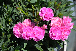 Peman Fancy Lilac Border Carnation (Dianthus caryophyllus 'Peman Fancy Lilac') at Canadale Nurseries