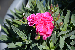 Peman Fancy Cerise Border Carnation (Dianthus caryophyllus 'Peman Fancy Cerise') at Canadale Nurseries