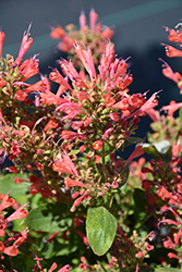 Kudos Red Hyssop (Agastache 'Kudos Red') at Canadale Nurseries