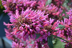 Morello Hyssop (Agastache 'Morello') at Canadale Nurseries