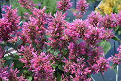 Morello Hyssop (Agastache 'Morello') at Canadale Nurseries