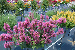 Morello Hyssop (Agastache 'Morello') at Canadale Nurseries