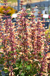 Meant To Bee Queen Nectarine Anise Hyssop (Agastache 'Queen Nectarine') at Canadale Nurseries