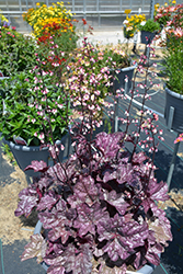 Dolce Frosted Berry Coral Bells (Heuchera 'Frosted Berry') at Canadale Nurseries