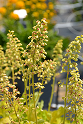 Dressed Up Ball Gown Coral Bells (Heuchera 'Ball Gown') at Canadale Nurseries