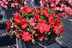 Sonic Red New Guinea Impatiens (Impatiens 'Sonic Red') at Canadale Nurseries