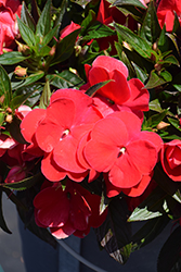 Sonic Red New Guinea Impatiens (Impatiens 'Sonic Red') at Canadale Nurseries