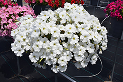 Sanguna White Petunia (Petunia 'Sanguna White') at Canadale Nurseries