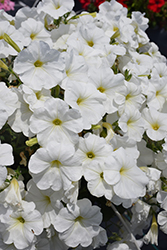 Sanguna White Petunia (Petunia 'Sanguna White') at Canadale Nurseries