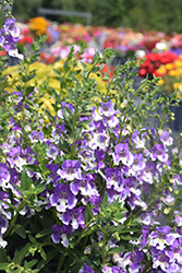 Angelface Wedgwood Blue Angelonia (Angelonia angustifolia 'Angelface Wedgwood Blue') at Canadale Nurseries