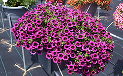 Superbells Blackcurrent Punch Calibrachoa (Calibrachoa 'BBCAL81801') at Canadale Nurseries