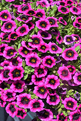 Superbells Blackcurrent Punch Calibrachoa (Calibrachoa 'BBCAL81801') at Canadale Nurseries