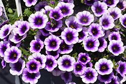 Superbells Blue Moon Punch Calibrachoa (Calibrachoa 'Superbells Blue Moon Punch') at Canadale Nurseries