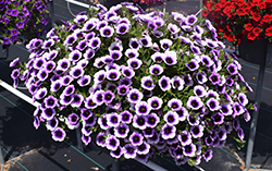 Superbells Blue Moon Punch Calibrachoa (Calibrachoa 'Superbells Blue Moon Punch') at Canadale Nurseries