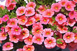 Superbells Coralina Calibrachoa (Calibrachoa 'iNCALMIABE') at Canadale Nurseries