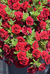 Superbells Double Ruby Calibrachoa (Calibrachoa 'USCAL83901') at Canadale Nurseries