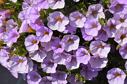 Superbells Miss Lilac Calibrachoa (Calibrachoa 'USCAL87502') at Canadale Nurseries