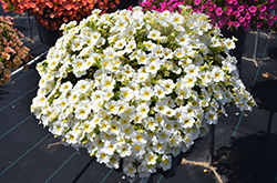 Superbells Over Easy Calibrachoa (Calibrachoa 'KLECA16314') at Canadale Nurseries