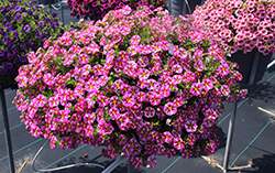 Superbells Rising Star Calibrachoa (Calibrachoa 'KLECA16006') at Canadale Nurseries