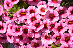 Superbells Strawberry Punch Calibrachoa (Calibrachoa 'USCAL58205') at Canadale Nurseries