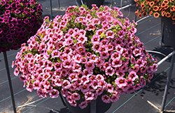 Superbells Strawberry Punch Calibrachoa (Calibrachoa 'USCAL58205') at Canadale Nurseries