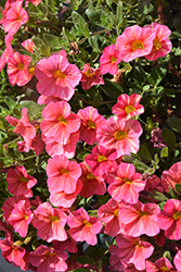 Superbells Tropical Sunrise Calibrachoa (Calibrachoa 'INCALTRSUN') at Canadale Nurseries