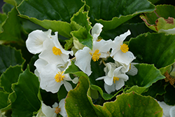 Big White Green Leaf Begonia (Begonia 'Big White Green Leaf') at Canadale Nurseries