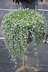Silver Falls Dichondra (Dichondra argentea 'Silver Falls') at Canadale Nurseries
