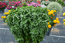 Everleaf Emerald Towers Basil (Ocimum basilicum 'Emerald Towers') at Canadale Nurseries