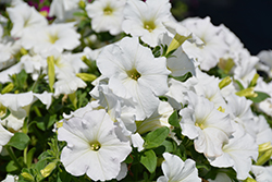 Easy Wave White Petunia (Petunia 'Easy Wave White') at Canadale Nurseries
