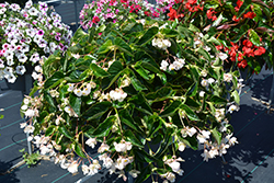 Dragon Wing White Begonia (Begonia 'Dragon Wing White') at Canadale Nurseries