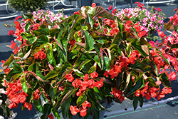 Dragon Wing Red Begonia (Begonia 'Dragon Wing Red') at Canadale Nurseries
