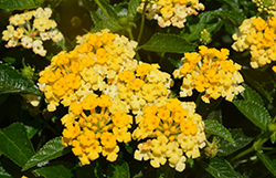 Havana Sunshine Lantana (Lantana 'Havana Sunshine') at Canadale Nurseries