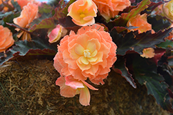 I'Conia Portofino Sunrise Begonia (Begonia 'I'Conia Portofino Sunrise') at Canadale Nurseries