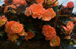 I'Conia Miss Miami Begonia (Begonia 'I'Conia Miss Miami') at Canadale Nurseries