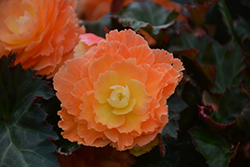 I'Conia Miss Miami Begonia (Begonia 'I'Conia Miss Miami') at Canadale Nurseries