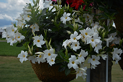 Rio White Mandevilla (Mandevilla 'Rio White') at Canadale Nurseries