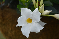 Rio White Mandevilla (Mandevilla 'Rio White') at Canadale Nurseries