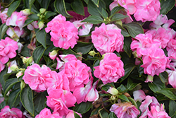 Rockapulco Rose Impatiens (Impatiens 'BALOLESTOP') at Canadale Nurseries