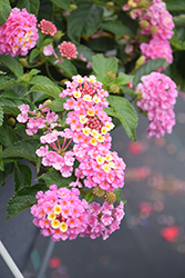 Luscious Pinkberry Blend Lantana (Lantana camara 'Luscious Pinkberry Blend') at Canadale Nurseries